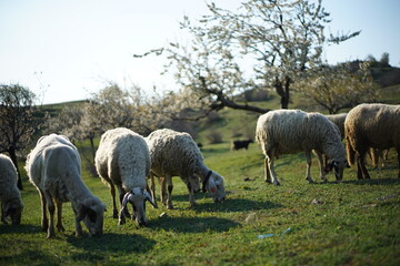Sheep grazing on a green pasture while cherry trees are blossoming in the background.