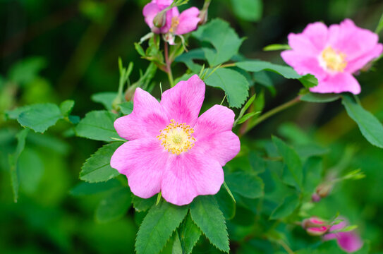 Pink Flowers of wild rose on a background of green leaves. summer village and aromatherapy concept. High quality photo