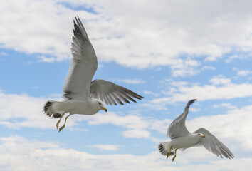 Fototapeta na wymiar Flying seagulls over blue sky.