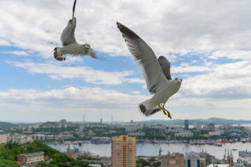 Flying seagulls over blue sky.