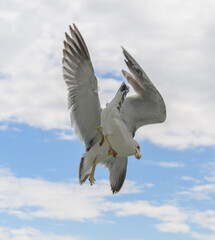 Flying seagulls over blue sky.