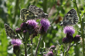 butterfly on a flower