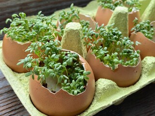 Watercress, micro greens grown in an eggshell, in a green egg box.