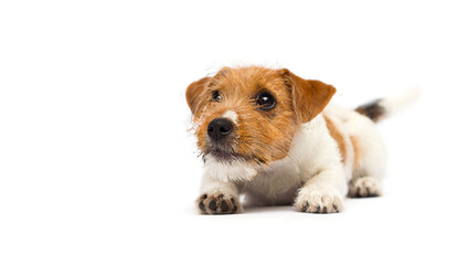 puppy looks up on a white background