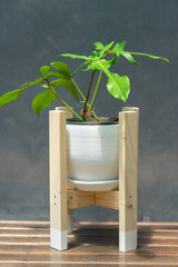 Air purifier plant of Philodendron pedatum in white pot and is on wooden pot House plant for Home decorate