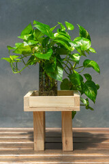 Air purifier plant of Epipremnum aureum in glass vase and is on wooden pot House plant for Home decorate