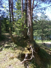Obraz premium trail in the forest