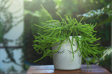 Rhipsalis in diy concrete pot is on wooden table Air purifier plant concept