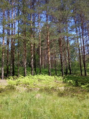 trees in the forest