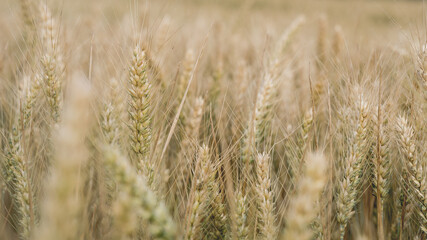 field of wheat