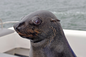 Naklejka premium Robben an der Walvis Bay, Namibia