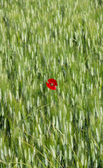 Lone poppy on green wheat field.