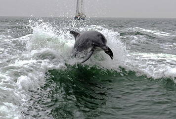 Delfin in der Walvis Bay, Namibia