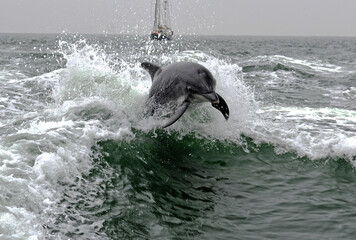 Delfin in der Walvis Bay, Namibia © maxbaer