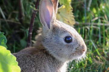 rabbit in the grass