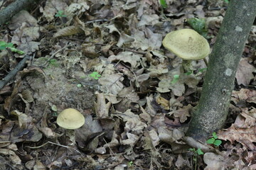 
Boletus Mushroom grows in a summer forest