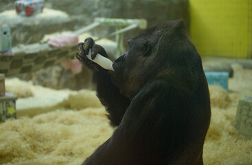 Western lowland gorilla drinking milk from a bottle in the aviary © Yurii Zushchyk