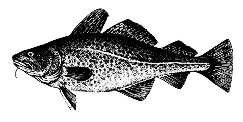 Atlantic cod, Fish collection. Healthy lifestyle, delicious food. Hand-drawn images, black and white graphics.