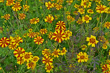 Close up of colourful flowering Tagetes patula 'Jolly Jester' in a country garden