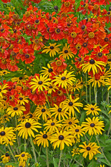 Naklejki  Zbliżenie na obramowanie kwiatów ogrodowych z kolorowymi Helenium & 39 Moerheim Beauty& 39  i Rudbeckia fulgida & 39 Goldsturn& 39 