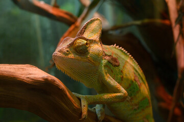 Veiled chameleon, Chamaeleo Calyptratus, sitting on a branch of a tree in a terrarium of a zoo