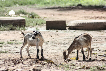Chevreaux dans le centre ville de Ouagadougou, Burkina Faso