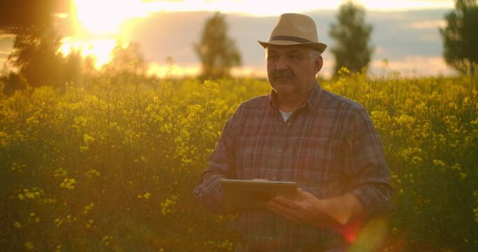 An elderly male farmer uses a tablet computer at sunset in the sunlight in a field of yellow flowers