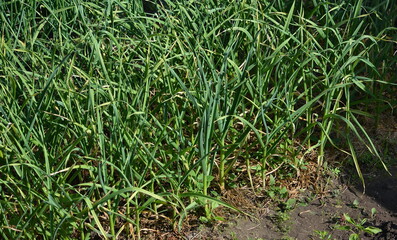 Planting garlic on the beds in the garden of a country house close up in the summer in the middle of the day