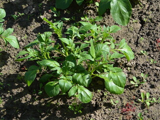 New potato bushes in the garden of a country house close up in the summer in the middle of the day