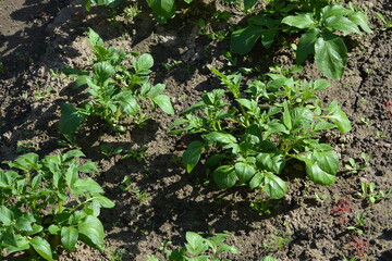 New potato bushes in the garden of a country house close up in the summer in the middle of the day