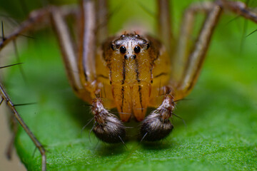 beautiful macro closeup shots of insects