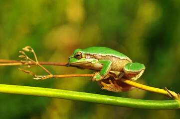 Beautiful Europaean Tree frog Hyla arborea 