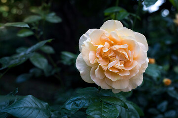 Hybrid Tea Roses In Spring, beautiful blooming flowers in garden