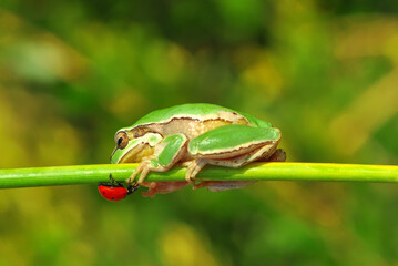 Beautiful Europaean Tree frog Hyla arborea 