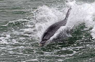 Naklejka premium Delfin in der Walvis Bay, Namibia