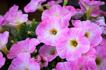Vintage or rural garden design lush blooming colorful common garden petunias in an old weathered dew pond blurred background. Hot Pink and white Petunia hybrid flowers