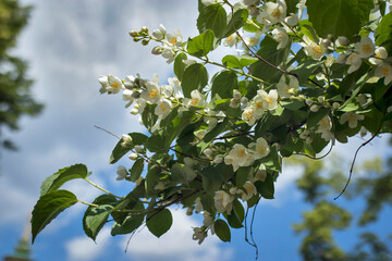 Philadelphus They are named mock-orange in reference to their flowers, which in wild species look somewhat similar to those of oranges