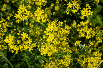 Field of bright yellow rapeseed in spring