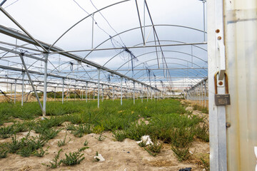 abandoned greenhouse without plastic roof