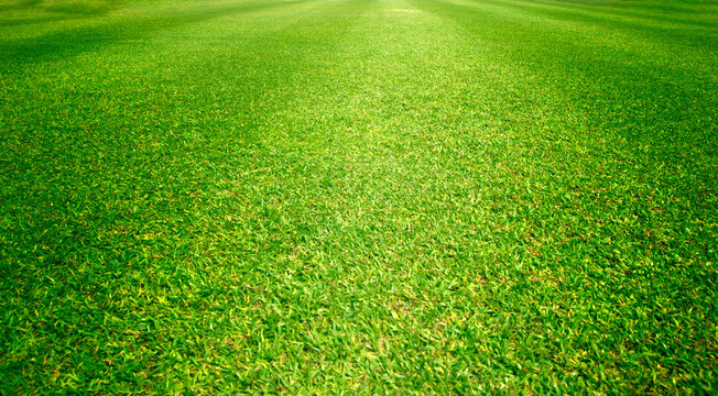 grass background Golf Courses green lawn
