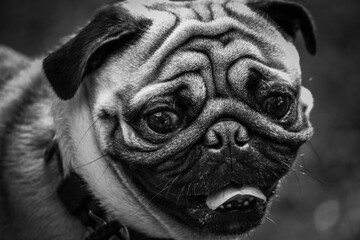 portrait of a black dog