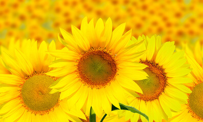 Fototapeta premium Field of blooming sunflowers at sunset