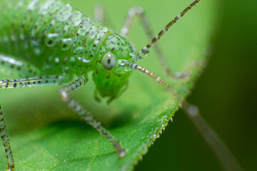 beautiful macro closeup shots of insects