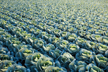 cauliflower field in the orchard of valencia