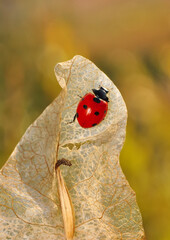 Beautiful ladybug on leaf defocused background
