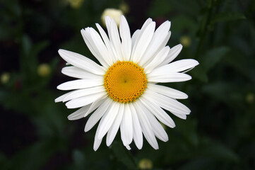 Chamomile flower blooms on a background of blurred greens.