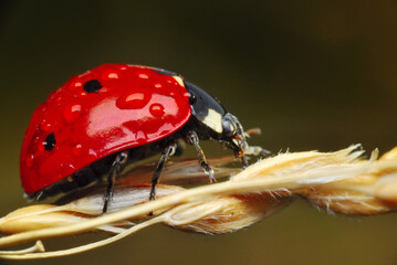 Beautiful ladybug on leaf defocused background