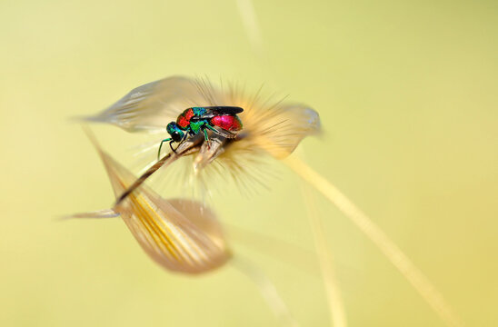 Macro shot of a  fly in the garden