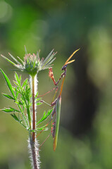 Close up of pair of Beautiful European mantis ( Mantis religiosa )