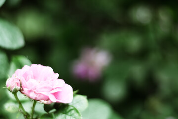 Nature spring blurred background with empty copy space and rose flower